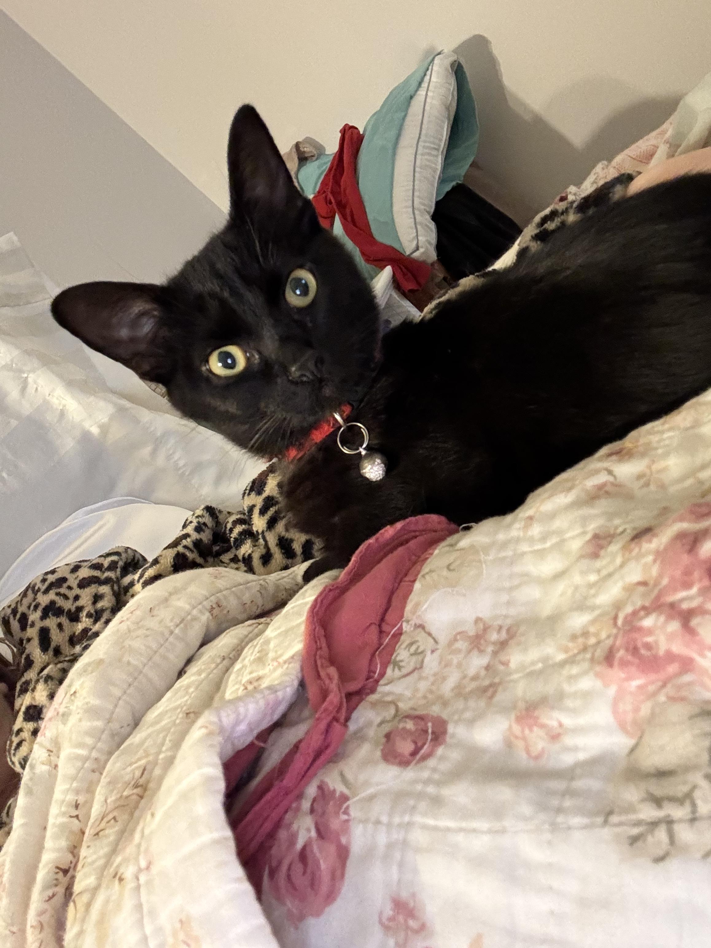 Coco, a Adopted Domestic Short Hair in San Diego, CA image 3/3