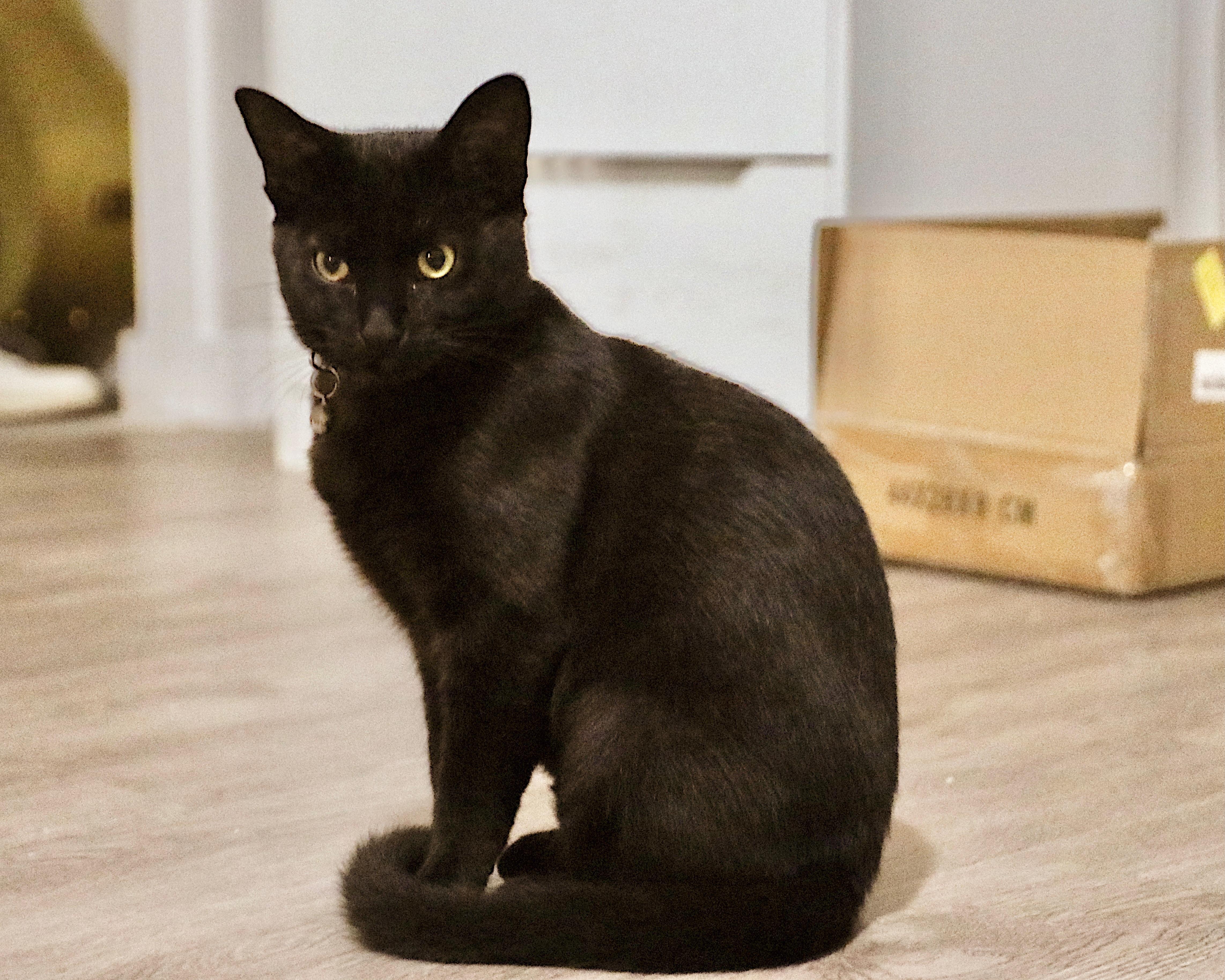 Coco, a Adopted Domestic Short Hair in San Diego, CA image 1/3