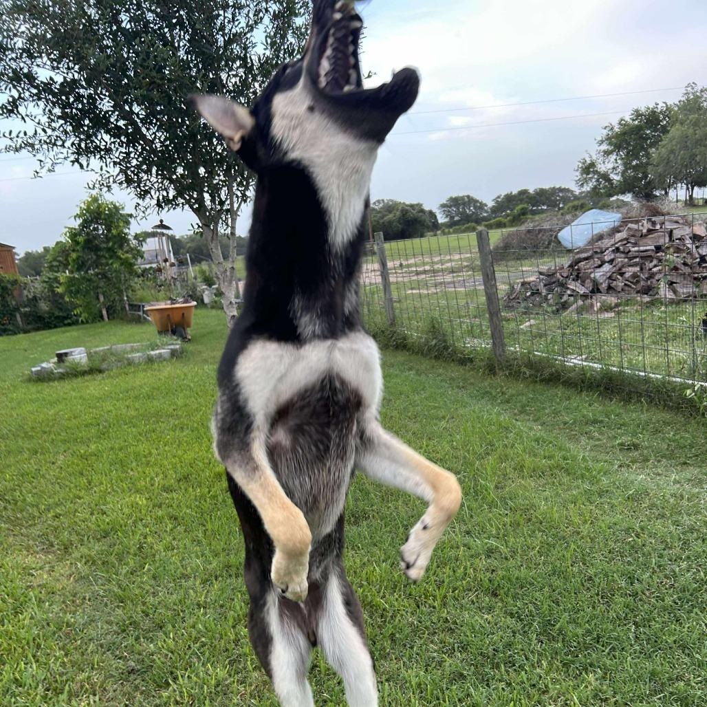 Charleston, a Adoptable Shepherd in Montgomery, TX image 4/5
