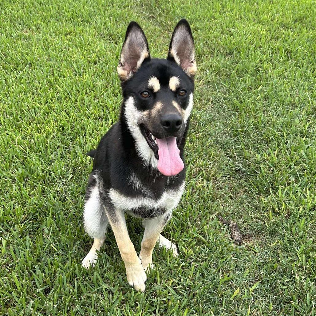 Charleston, a Adoptable Shepherd in Montgomery, TX image 5/5