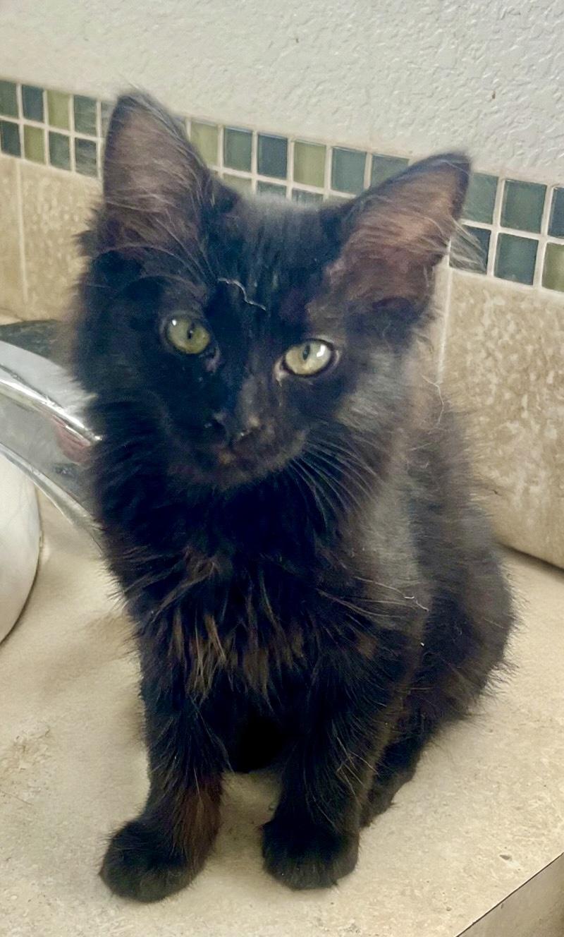 Kenya, a ADOPTABLE Domestic Medium Hair in Lancaster, CA image 5/6