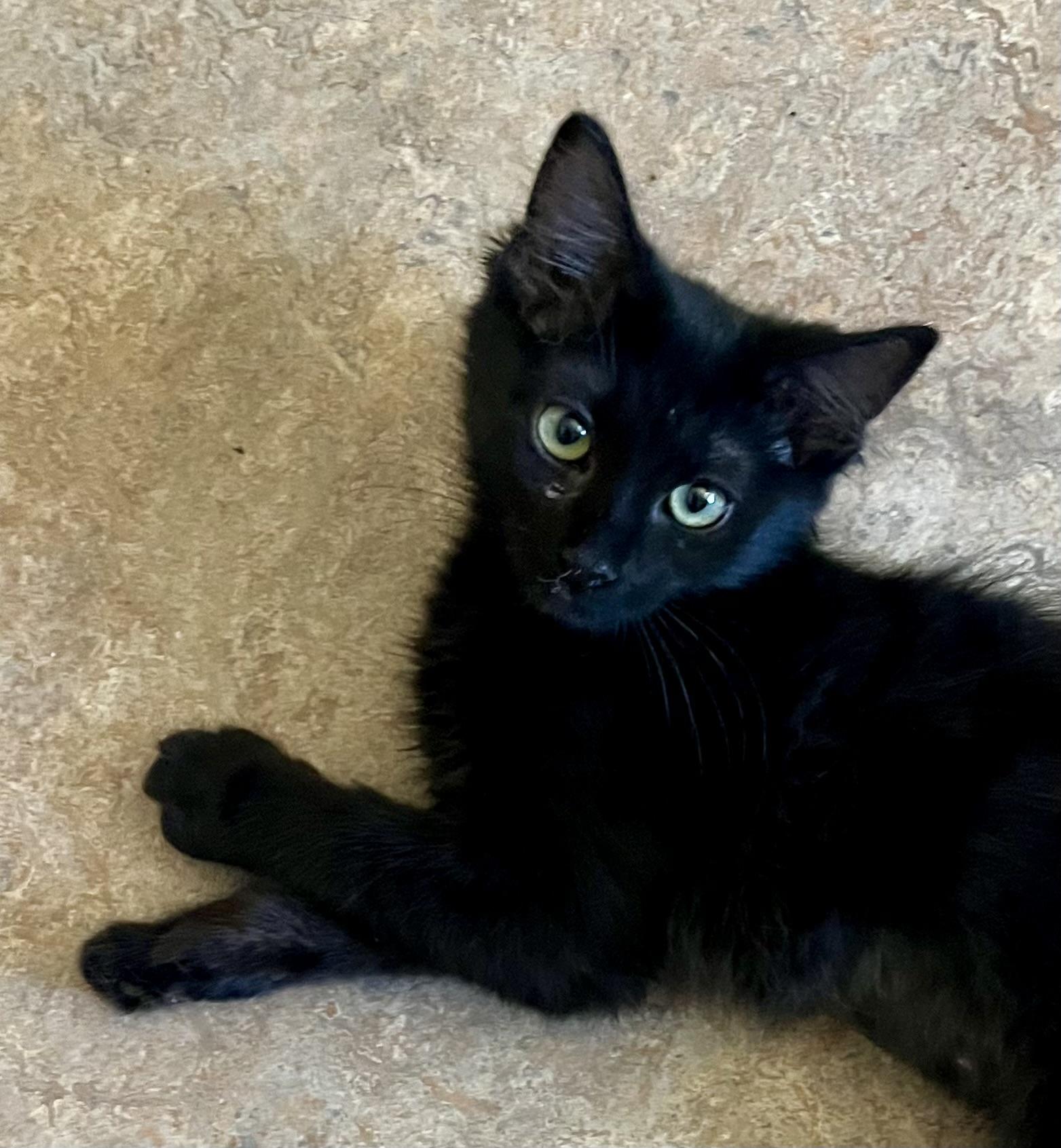 Enlarge Kenya, a Adoptable Domestic Medium Hair in Lancaster, CA image 2/6