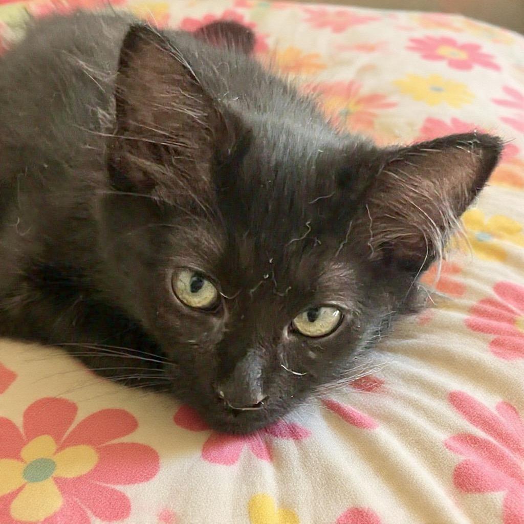 Kenya, a ADOPTABLE Domestic Medium Hair in Lancaster, CA image 3/6
