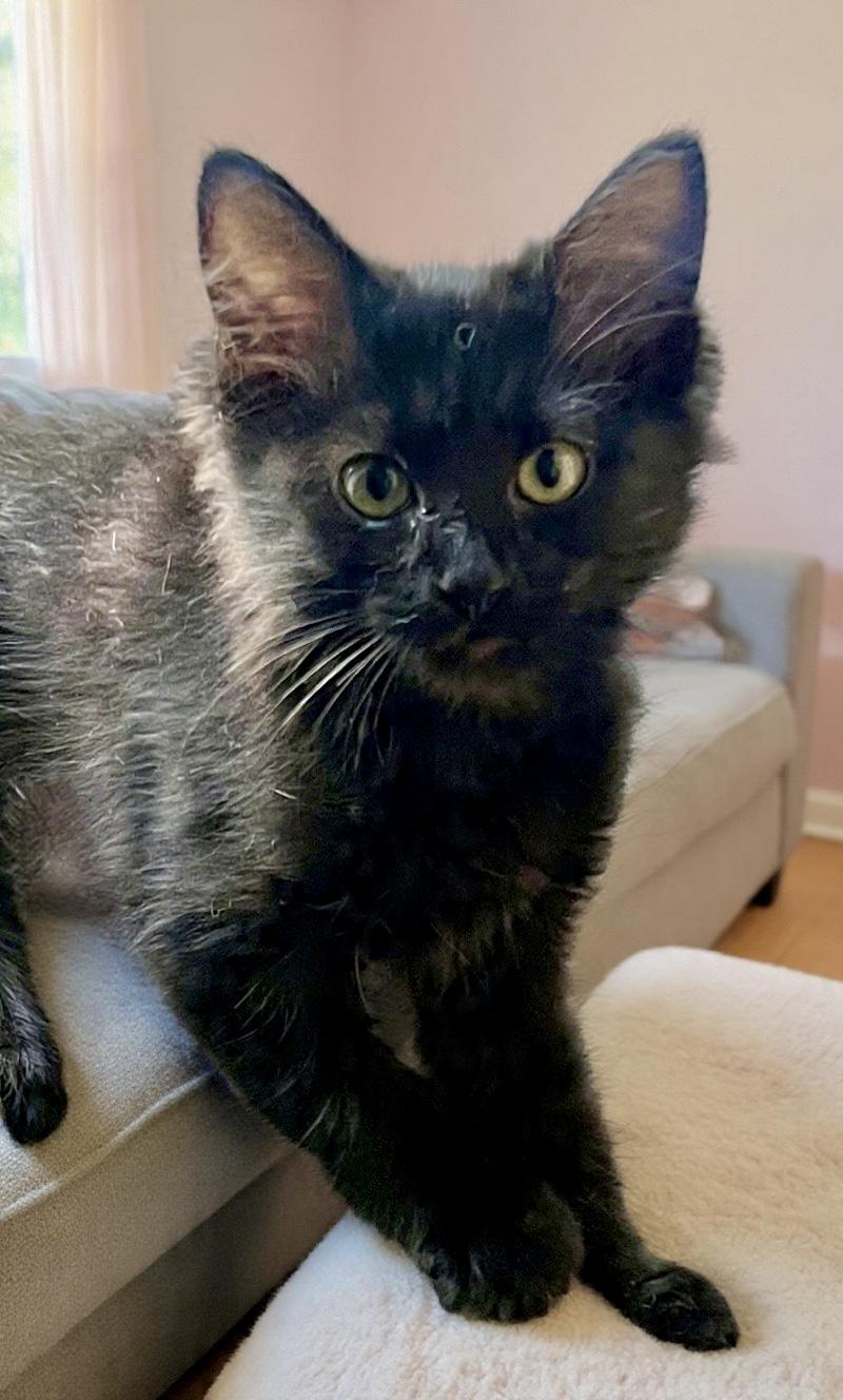 Kenya, a ADOPTABLE Domestic Medium Hair in Lancaster, CA image 6/6
