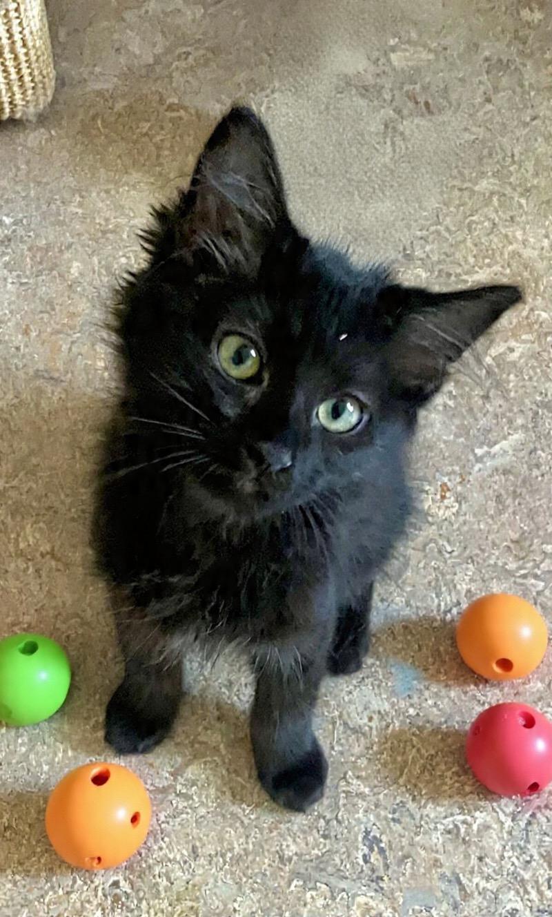 Kenya, a ADOPTABLE Domestic Medium Hair in Lancaster, CA image 2/6