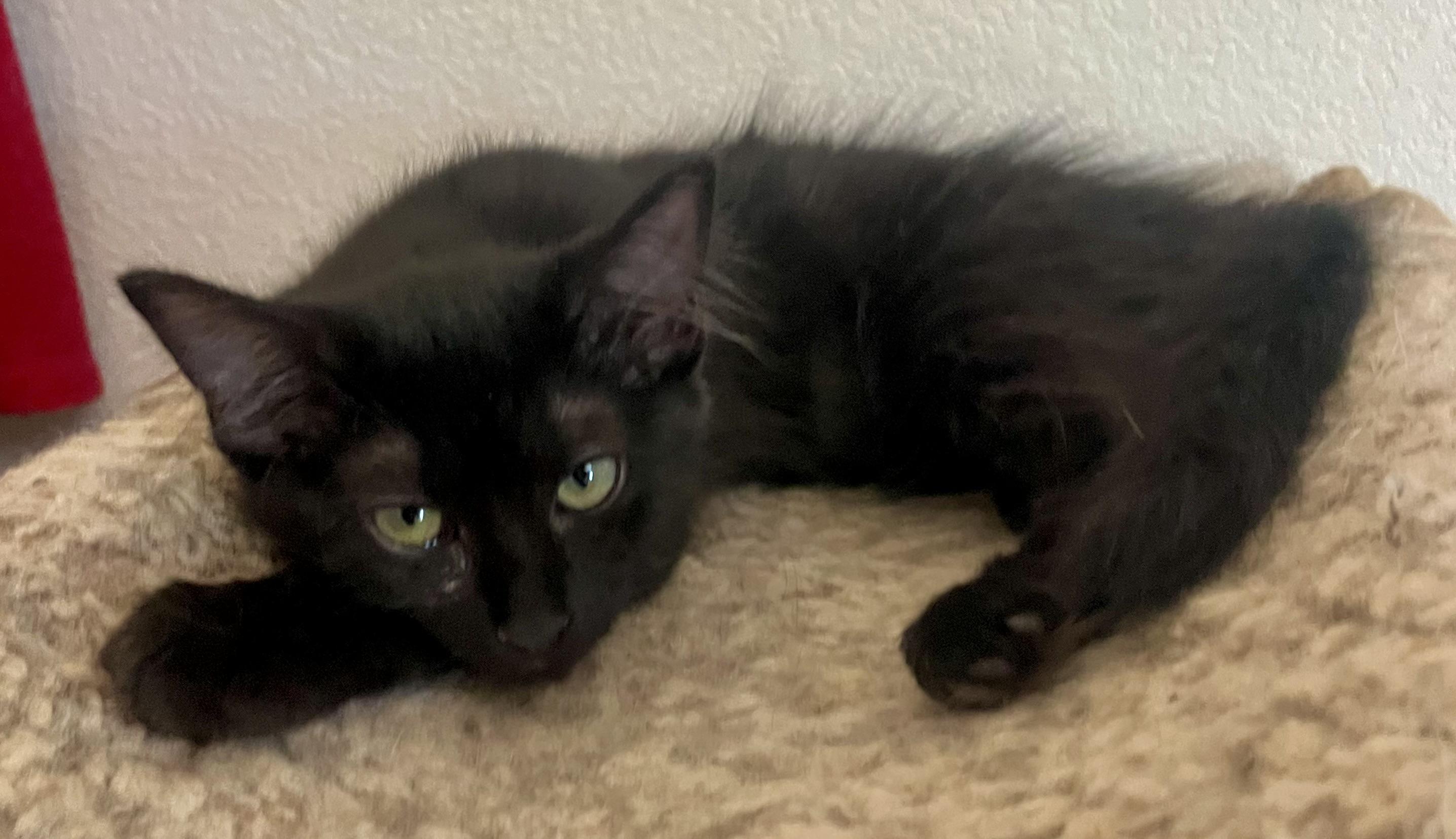 Enlarge Kenya, a Adoptable Domestic Medium Hair in Lancaster, CA image 6/6