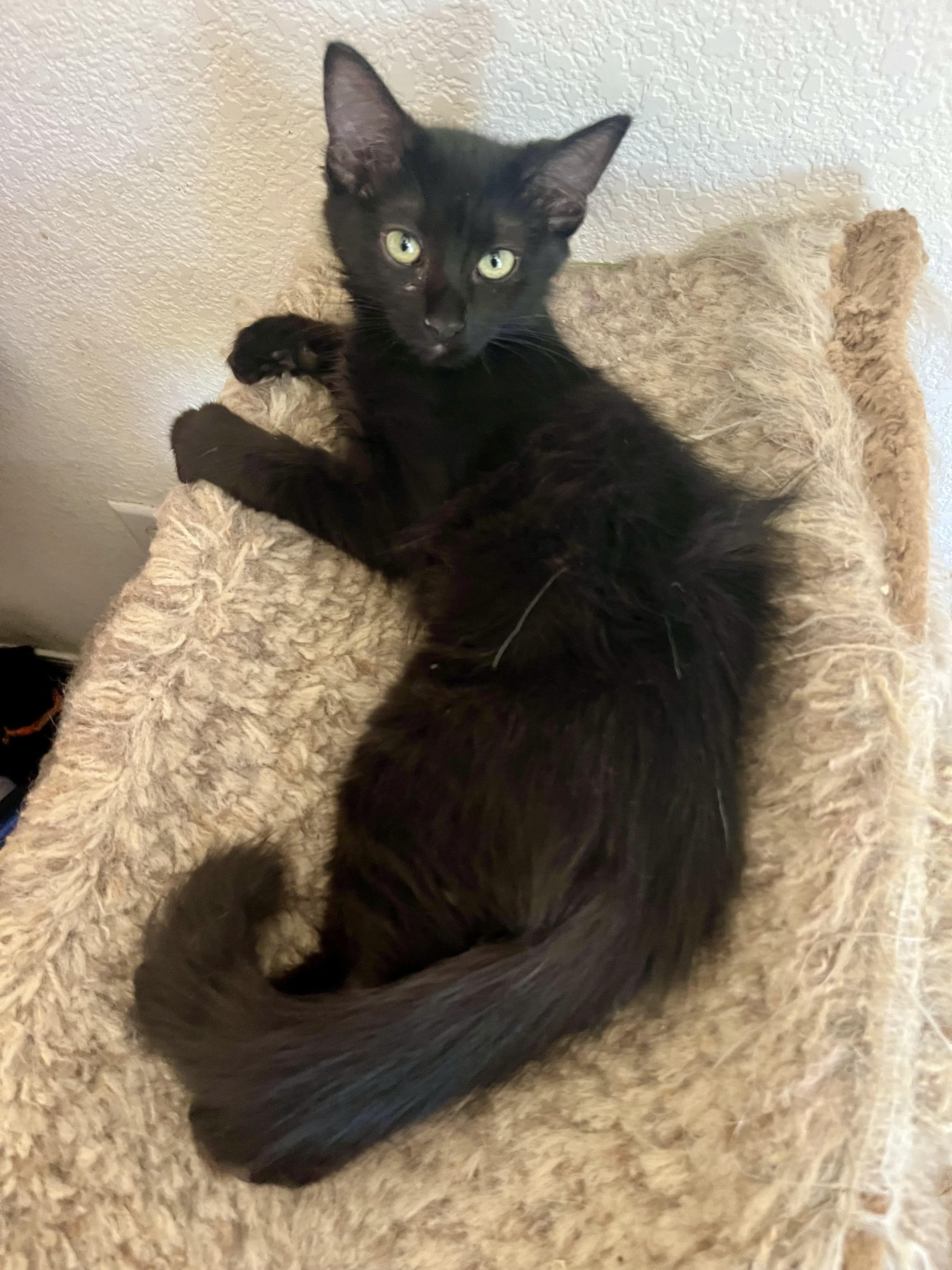 Enlarge Kenya, a Adoptable Domestic Medium Hair in Lancaster, CA image 5/6