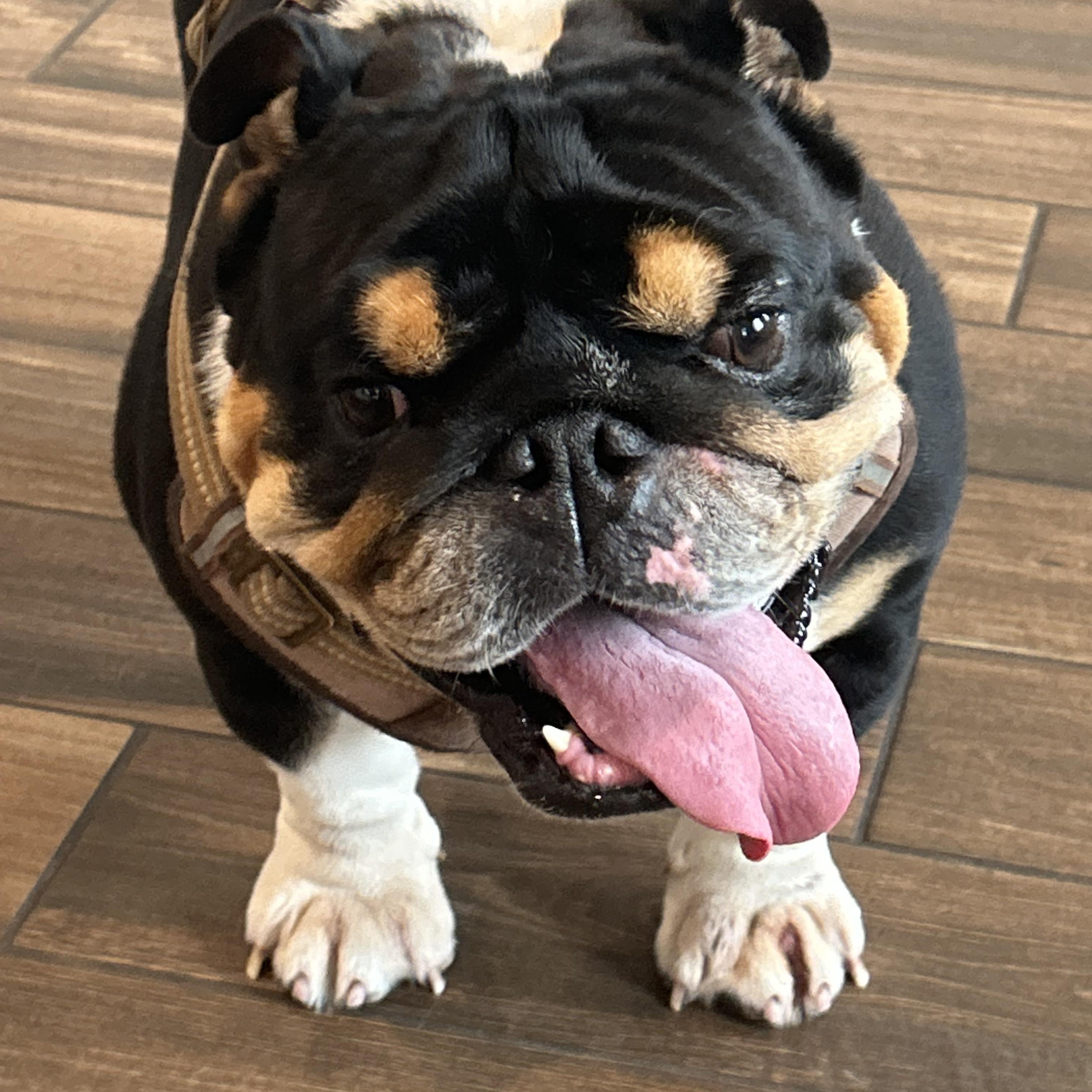 Enlarge Bandit , a ADOPTABLE English Bulldog in Palm Coast, FL image 6/6