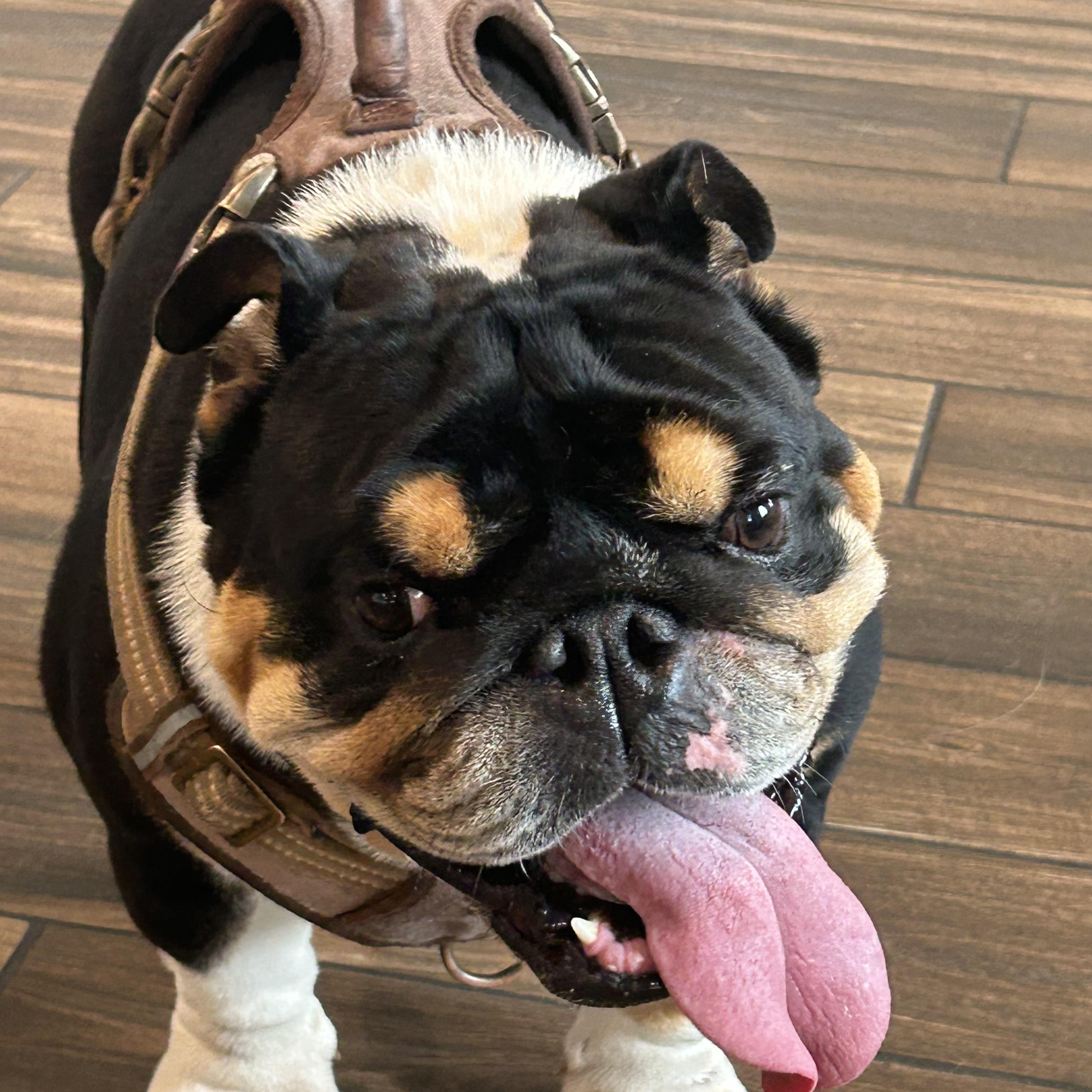 Enlarge Bandit , a ADOPTABLE English Bulldog in Palm Coast, FL image 5/6