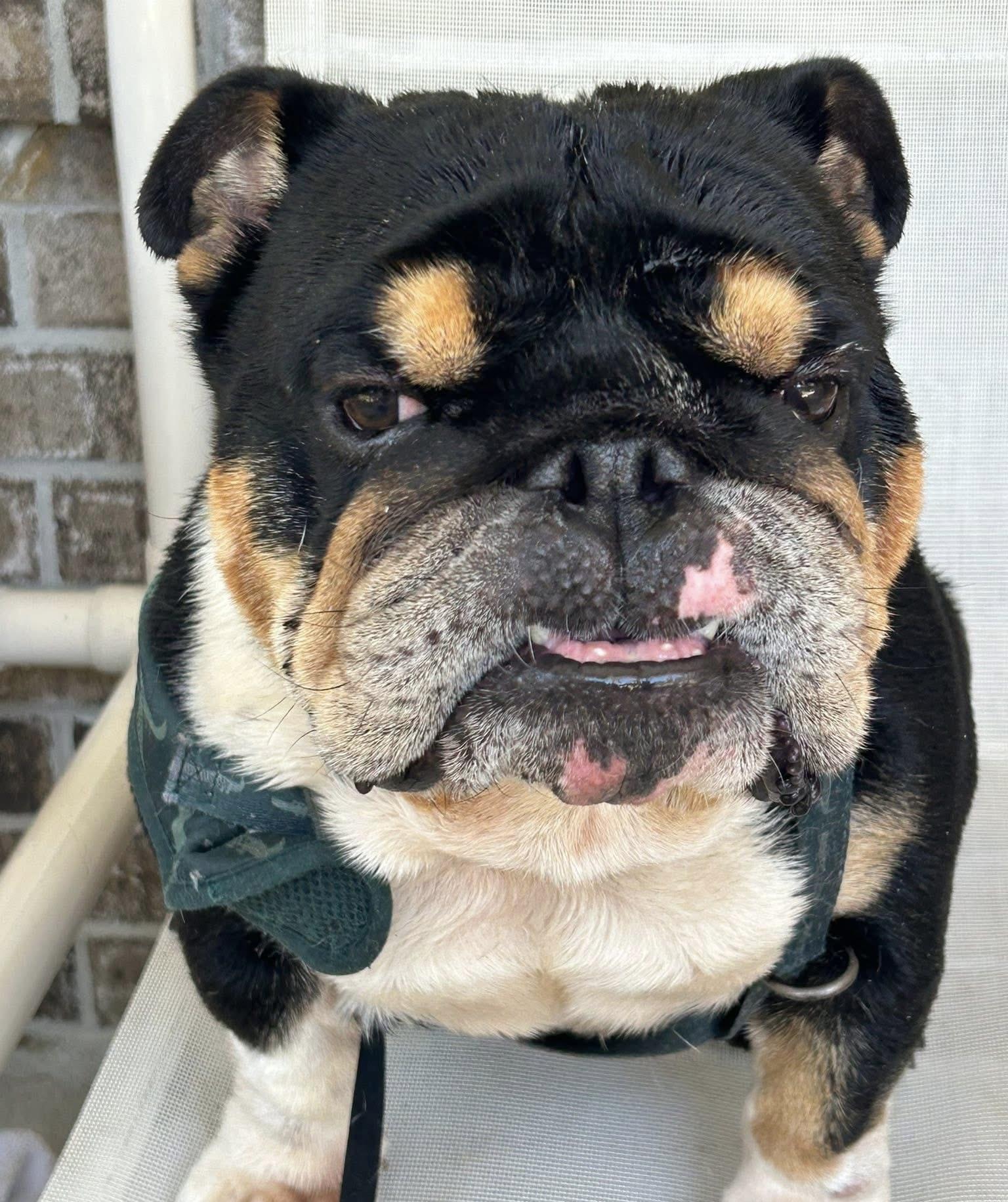 Enlarge Bandit , a ADOPTABLE English Bulldog in Palm Coast, FL image 3/6
