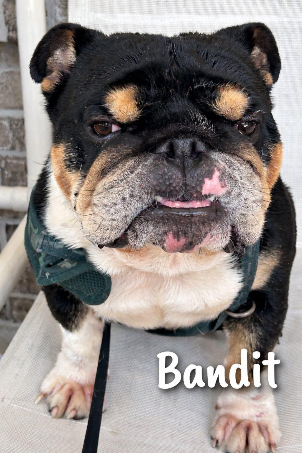 Enlarge Bandit , a ADOPTABLE English Bulldog in Palm Coast, FL image 2/6