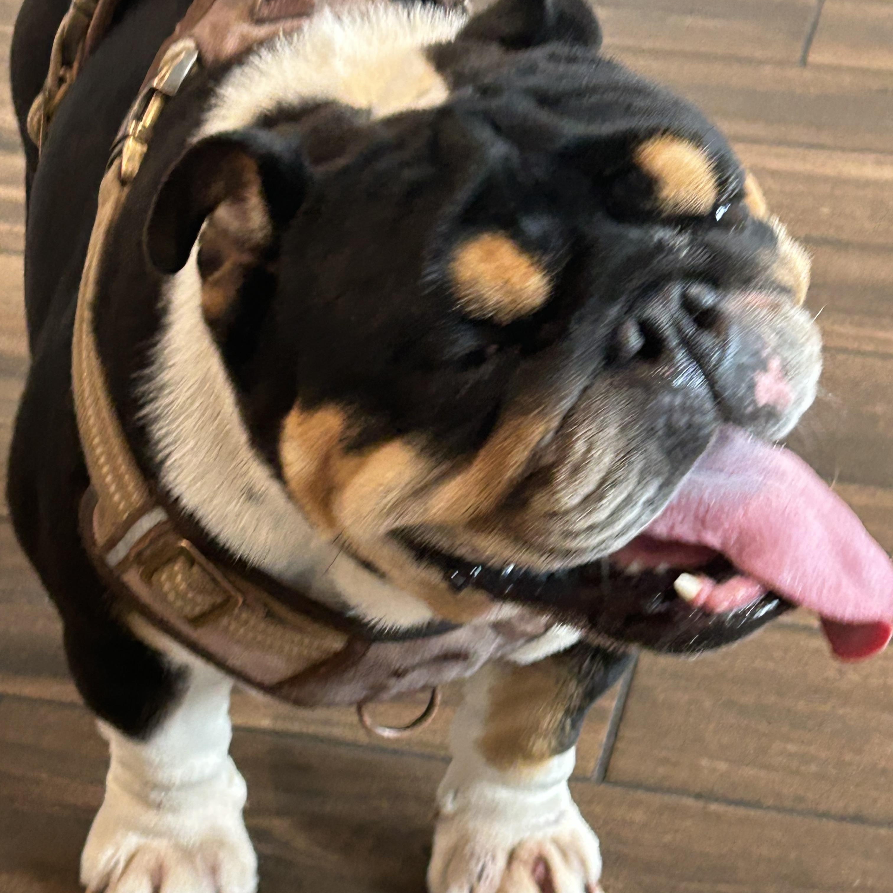 Enlarge Bandit , a ADOPTABLE English Bulldog in Palm Coast, FL image 4/6
