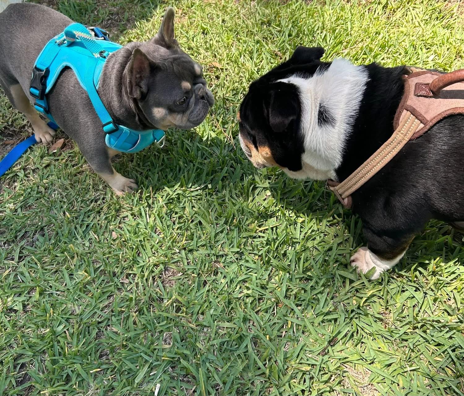 Enlarge Bandit , a ADOPTABLE English Bulldog in Palm Coast, FL image 5/6