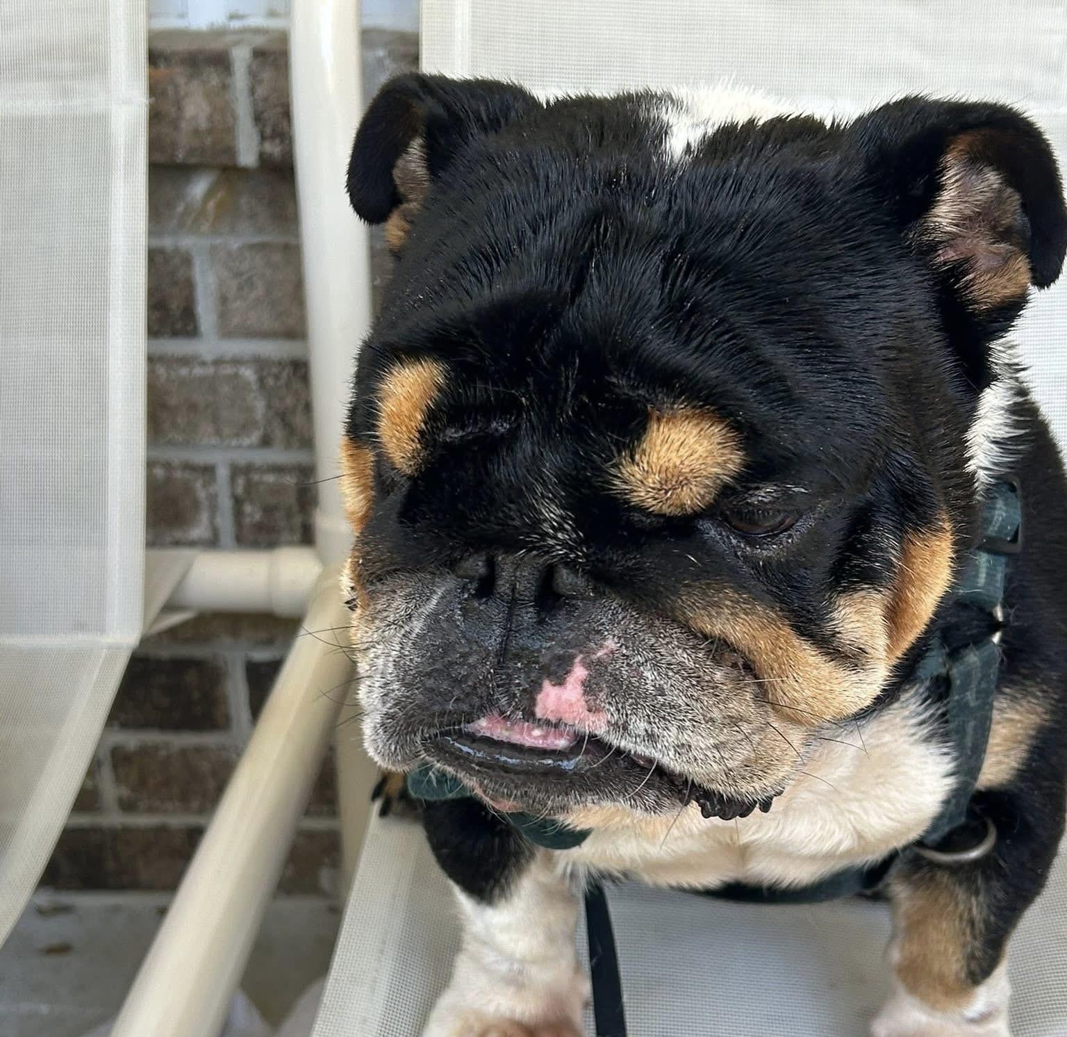 Bandit , ADOPTABLE, Adult Male English Bulldog.