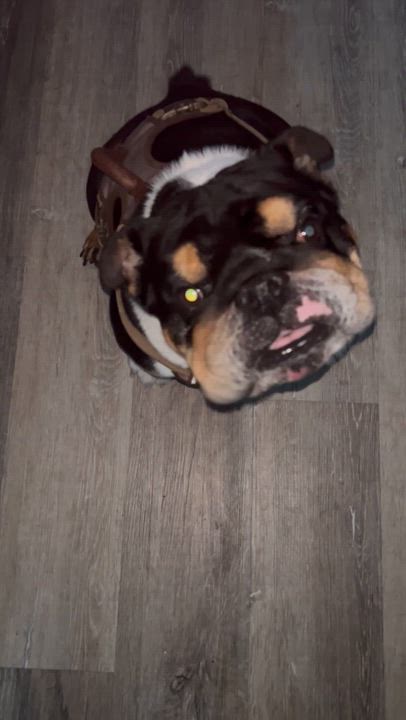 Enlarge Bandit , a ADOPTABLE English Bulldog in Palm Coast, FL video 6/6