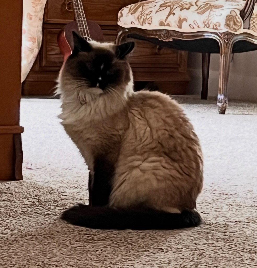 Brie, Adoptable, Senior Female Siamese & Domestic Long Hair.