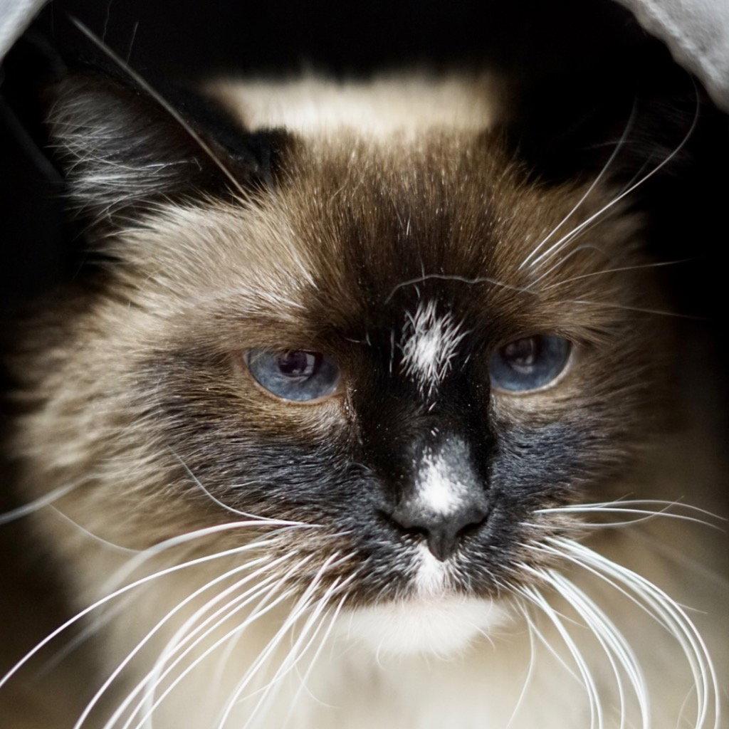 Enlarge Brie, a Adoptable mixed breed in Saint George, UT image 2/3