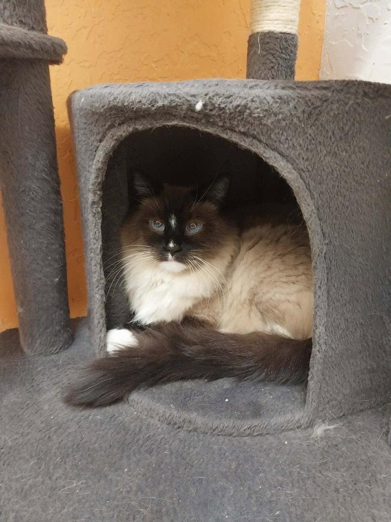 Enlarge Brie, a Adoptable mixed breed in Saint George, UT image 3/3