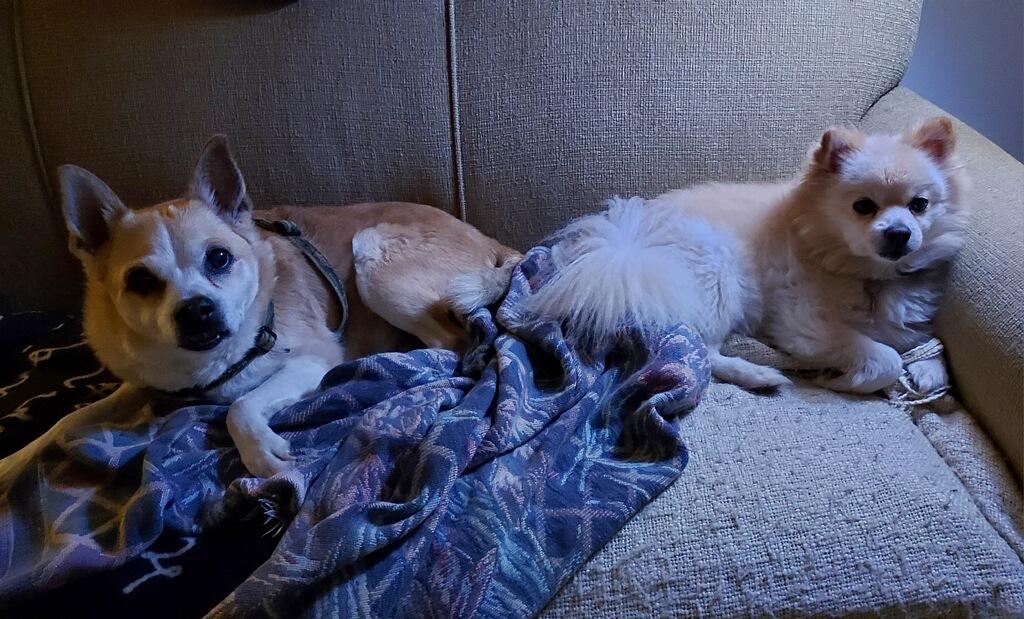 Enlarge Teddy, a Adoptable Pomeranian in Coatesville, PA image 1/5