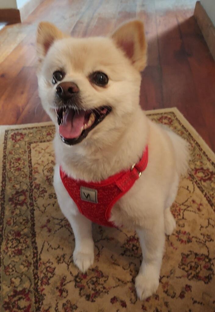 Teddy, Adoptable, Senior Male Pomeranian.