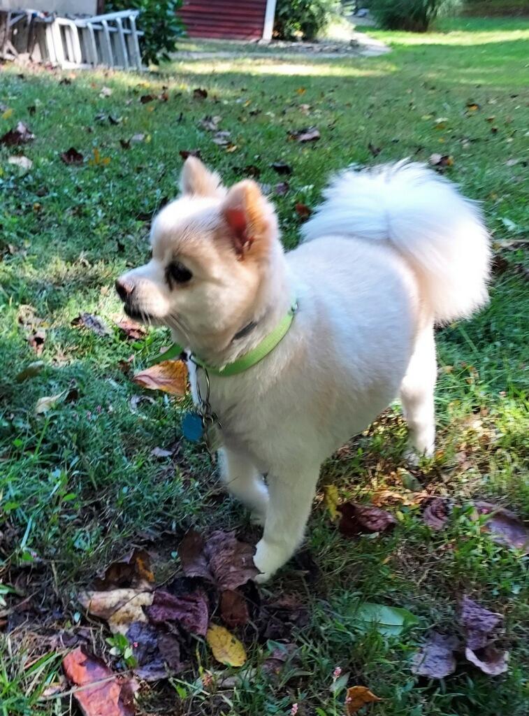 Enlarge Teddy, a Adoptable Pomeranian in Coatesville, PA image 2/5