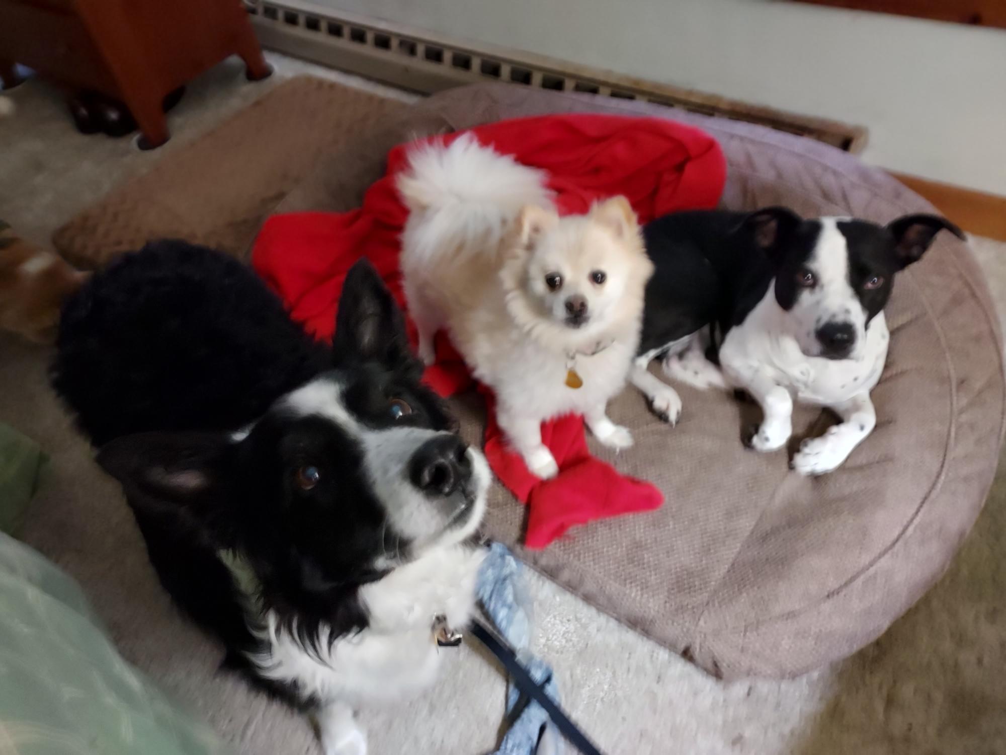 Enlarge Teddy, a Adoptable Pomeranian in Coatesville, PA image 3/5