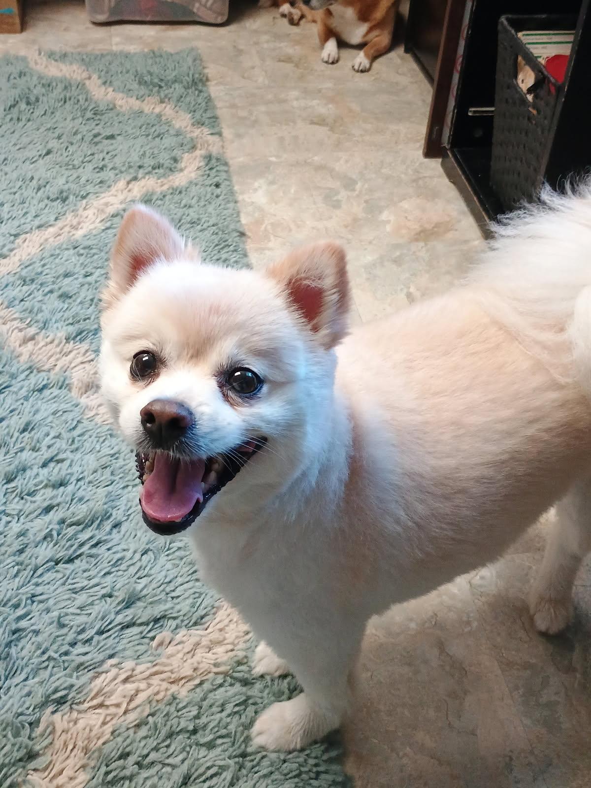 Enlarge Teddy, a Adoptable Pomeranian in Coatesville, PA image 5/5