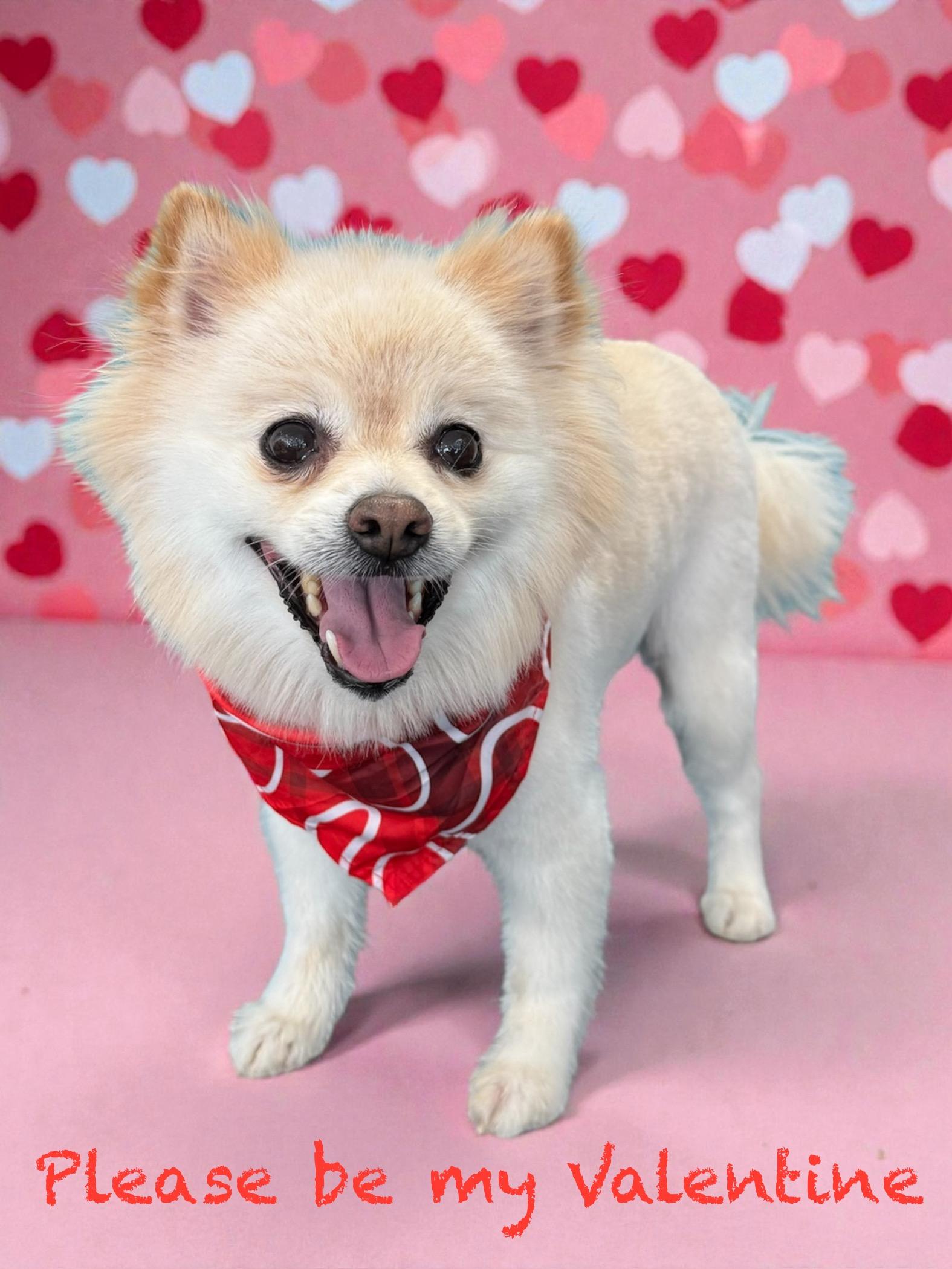 Teddy, Adoptable, Senior Male Pomeranian.