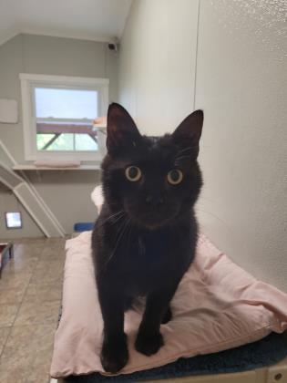 Jimmy, a Adoptable Domestic Short Hair in New Freedom, PA image 1/2