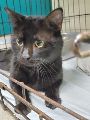Jimmy, Adoptable, Adult Male Domestic Short Hair & Domestic Short Hair.