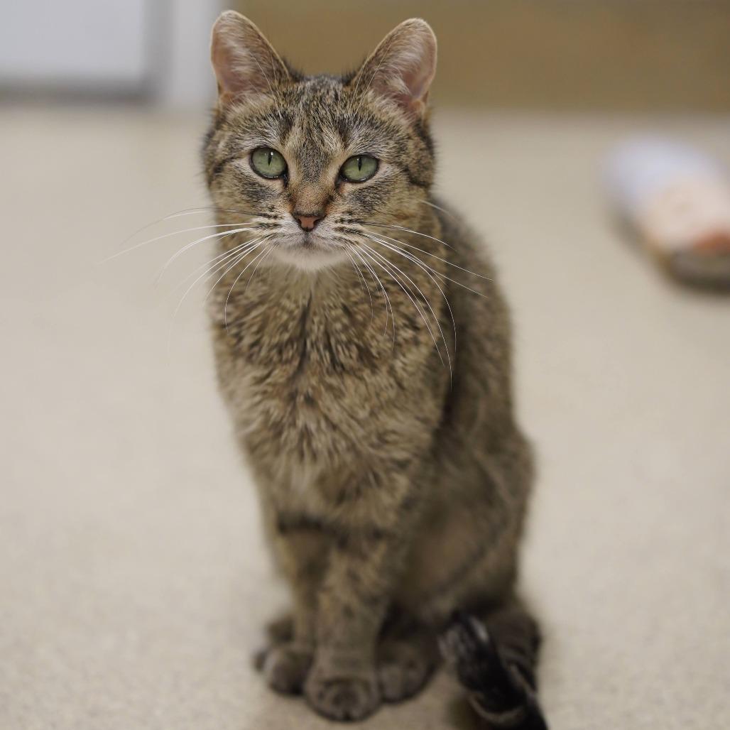 Wilee, Adoptable, Senior Female Domestic Short Hair.
