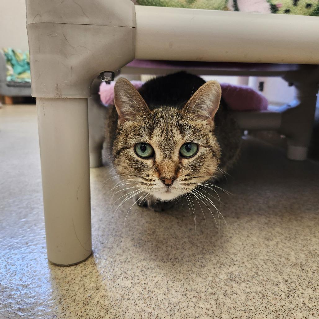 Enlarge Wilee, a Adoptable Domestic Short Hair in Naperville, IL image 2/4