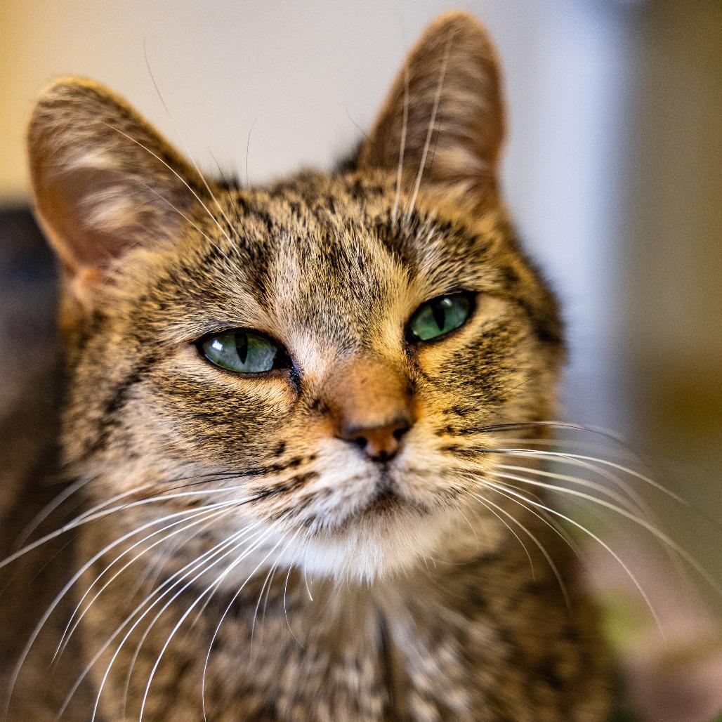 Enlarge Wilee, a Adoptable Domestic Short Hair in Naperville, IL image 3/4
