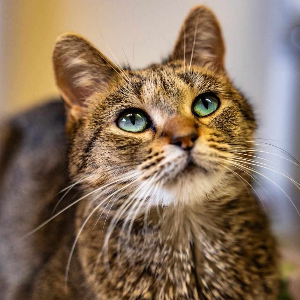 Enlarge Wilee, a Adoptable Domestic Short Hair in Naperville, IL image 4/4