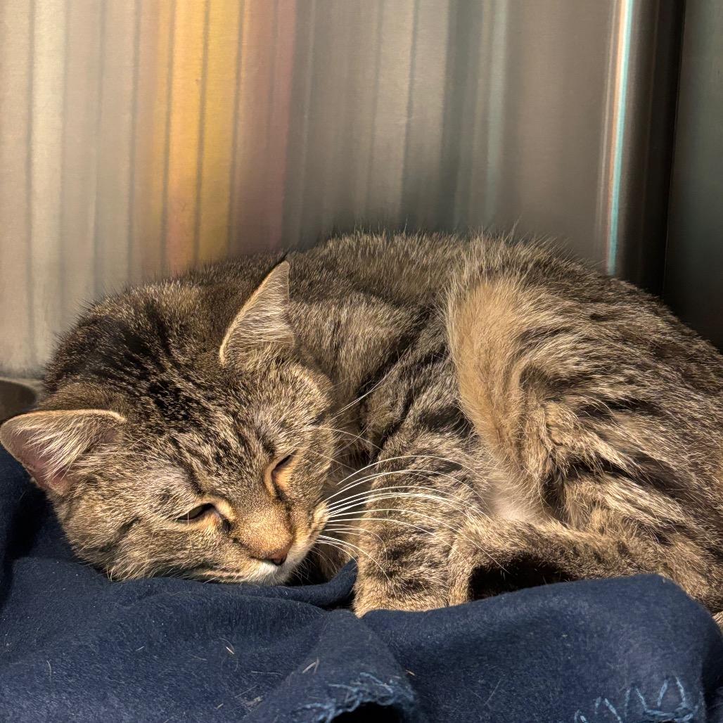 Enlarge Guntalina, a Adoptable Domestic Short Hair in Davenport, IA image 1/6