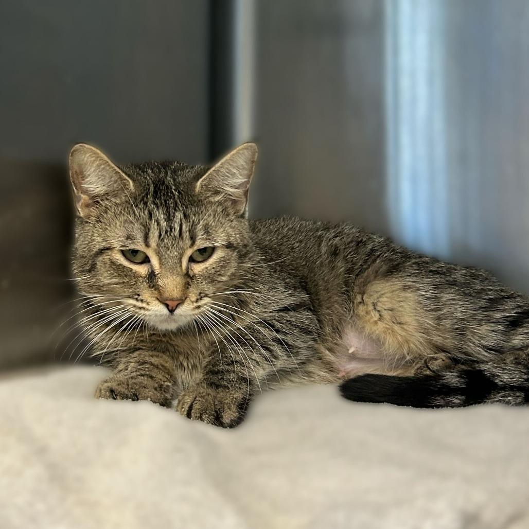 Enlarge Guntalina, a Adoptable Domestic Short Hair in Davenport, IA image 2/6