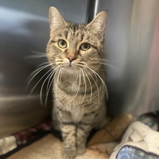 Enlarge Guntalina, a Adoptable Domestic Short Hair in Davenport, IA image 5/6