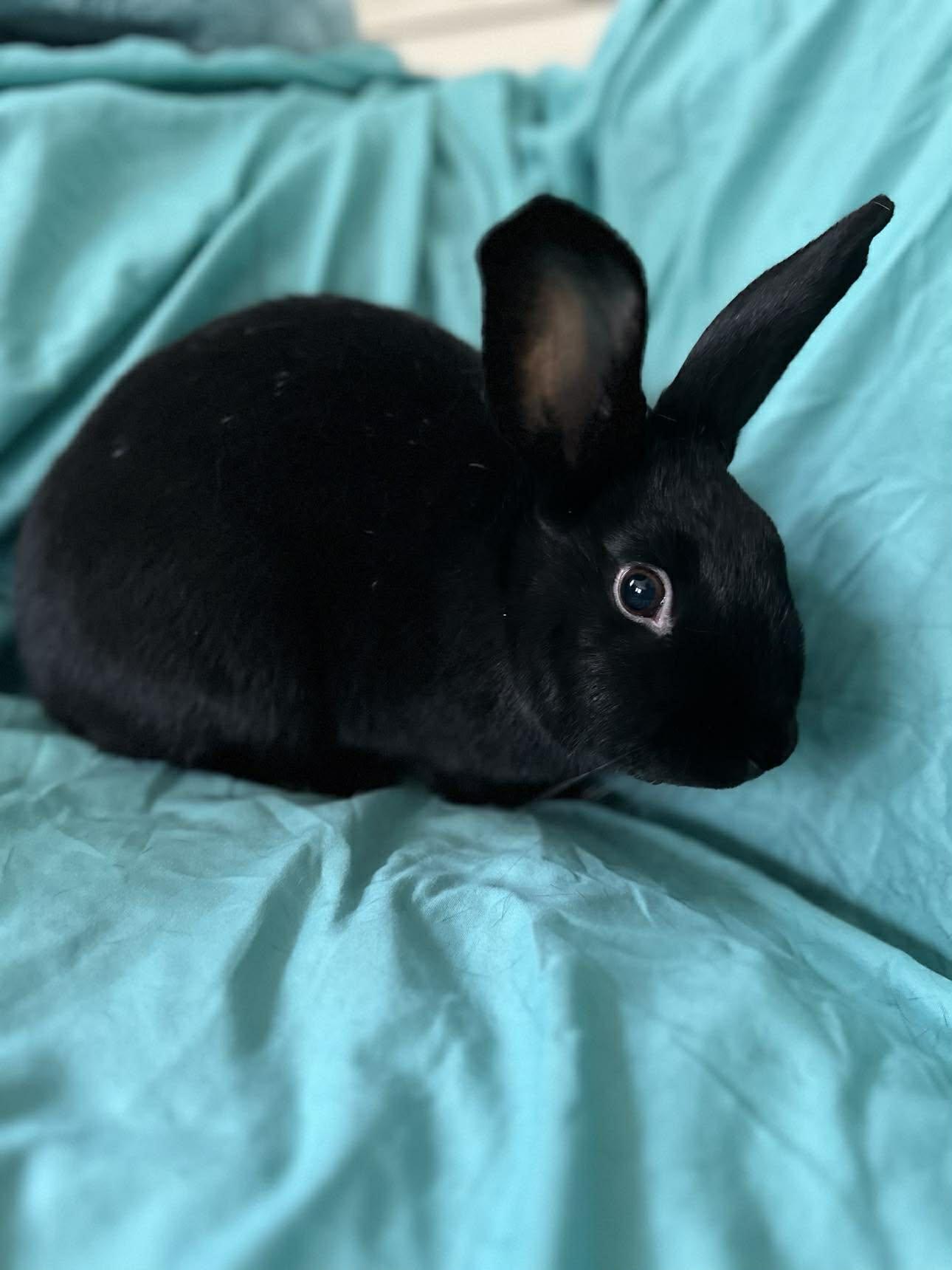 Enlarge Dippy, a Adoptable Bunny Rabbit in Portland, ME image 3/5