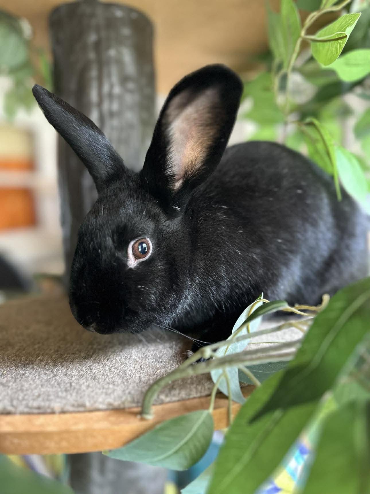 Enlarge Dippy, a Adoptable Bunny Rabbit in Portland, ME image 1/5