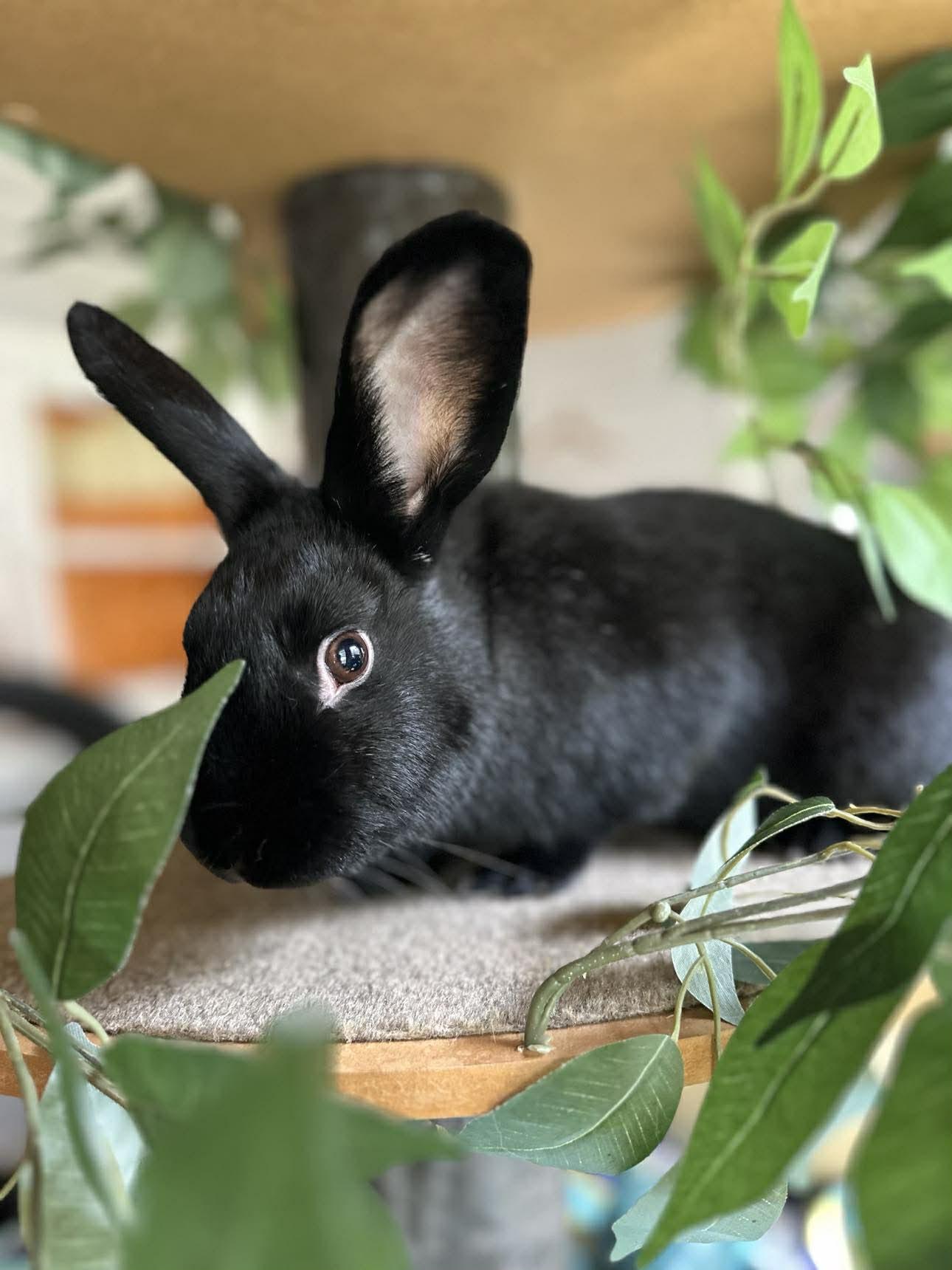 Enlarge Dippy, a Adoptable Bunny Rabbit in Portland, ME image 4/5