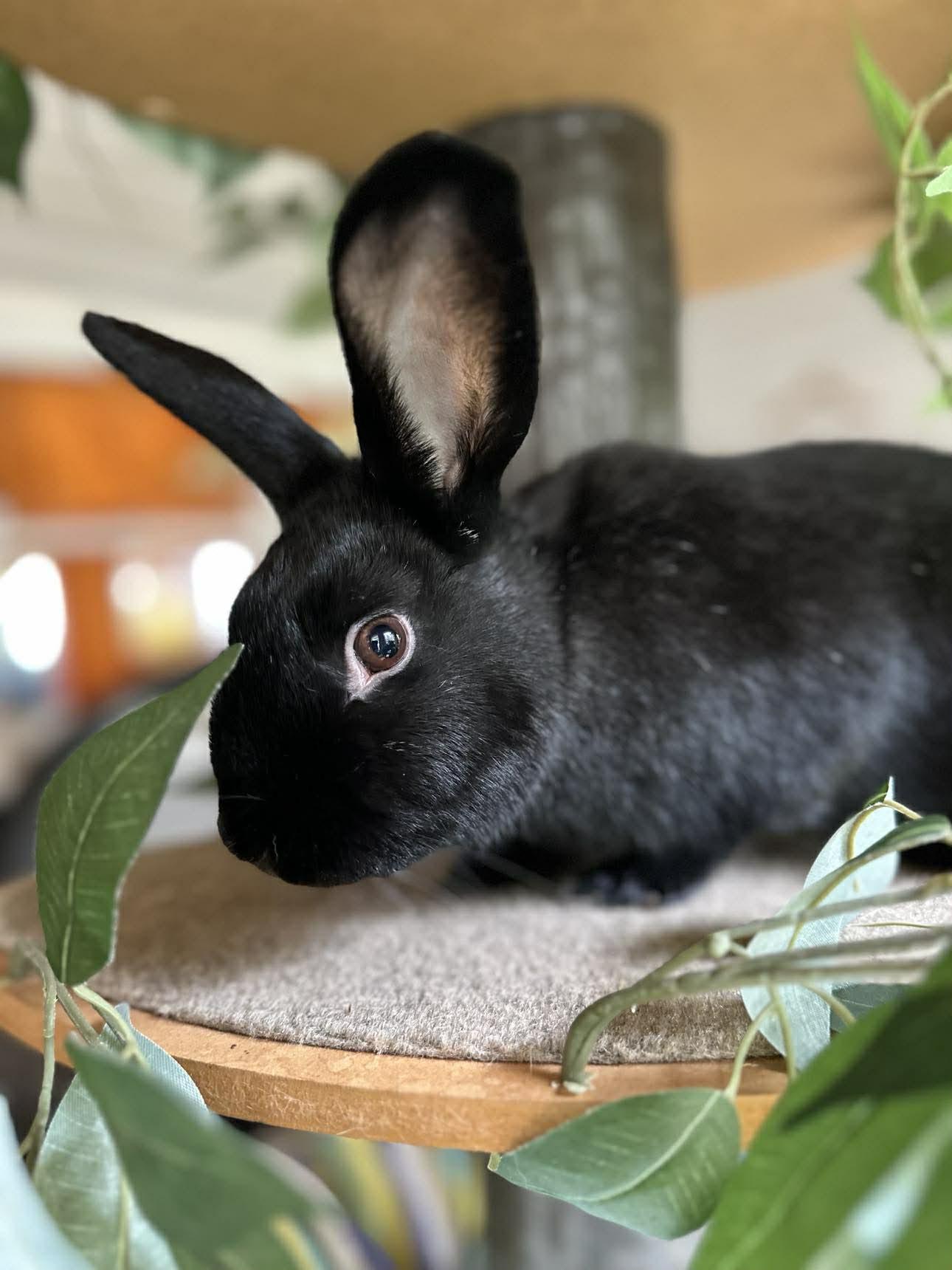 Enlarge Dippy, a Adoptable Bunny Rabbit in Portland, ME image 2/5