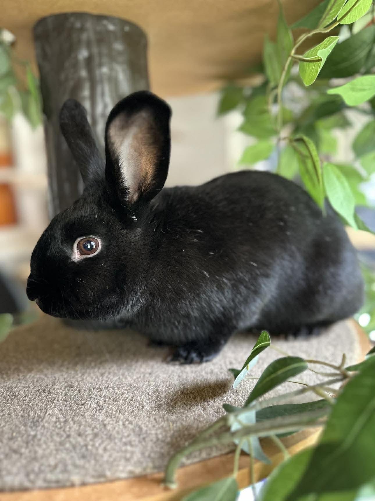 Enlarge Dippy, a Adoptable Bunny Rabbit in Portland, ME image 5/5