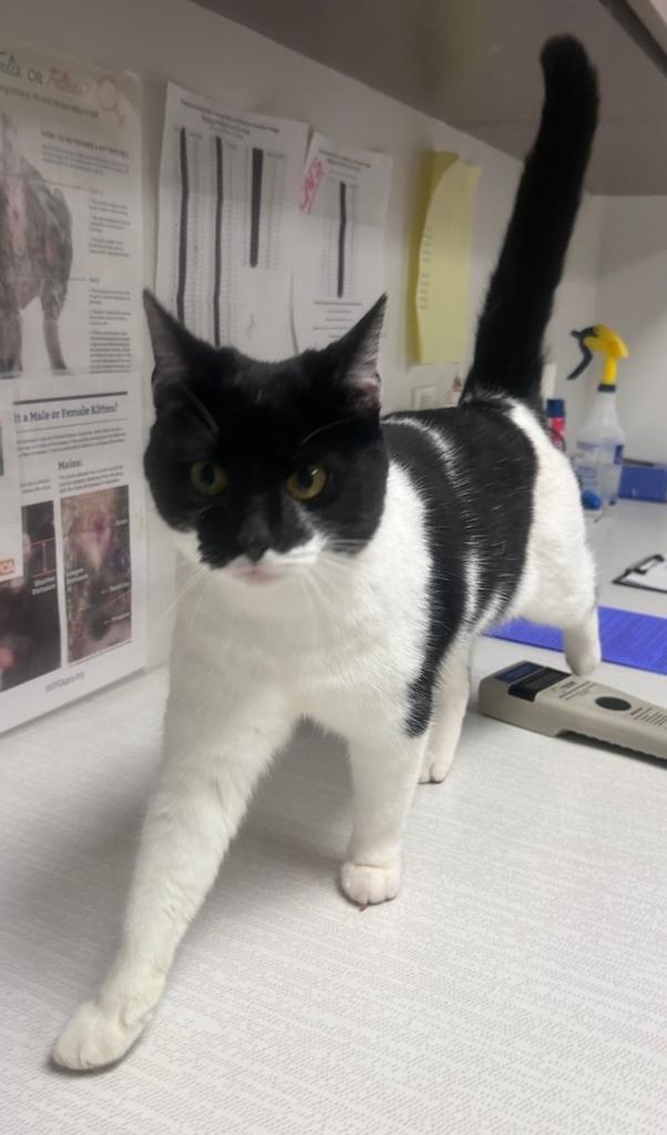 Enlarge Christmas, a Adoptable mixed breed in Greenfield, IN image 1/1