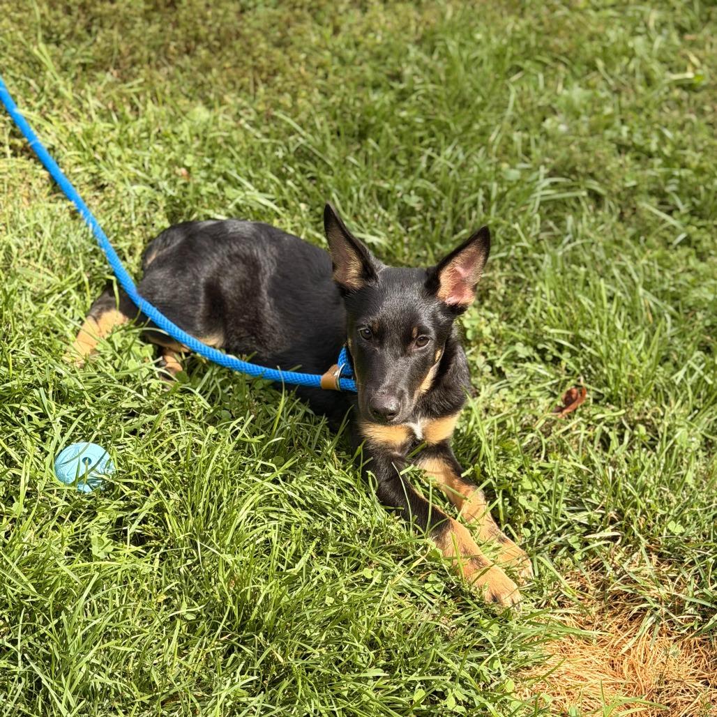 Petey, Adoptable, Puppy Male German Shepherd Dog & Australian Shepherd.