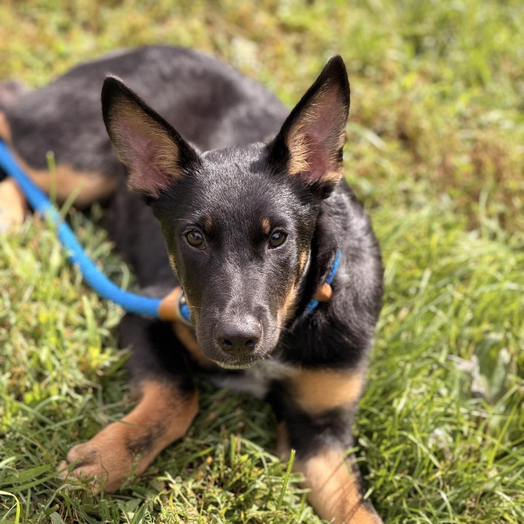Enlarge Petey, a Adoptable mixed breed in Sparta, NJ image 2/6