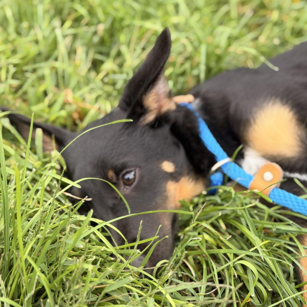 Enlarge Petey, a Adoptable mixed breed in Sparta, NJ image 3/6