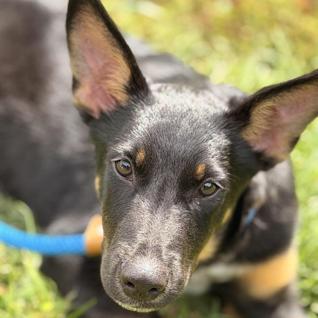 Enlarge Petey, a Adoptable mixed breed in Sparta, NJ image 5/6