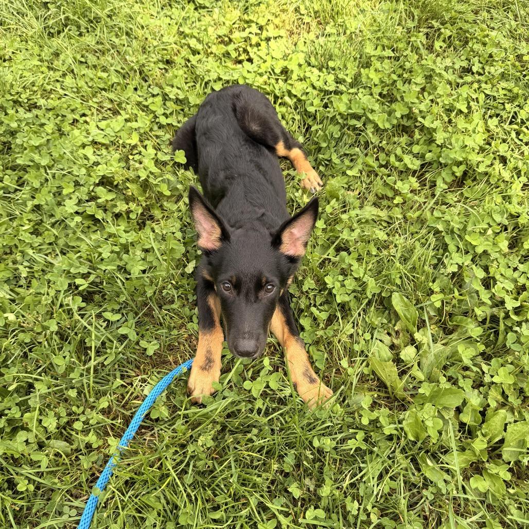 Enlarge Petey, a Adoptable mixed breed in Sparta, NJ image 6/6