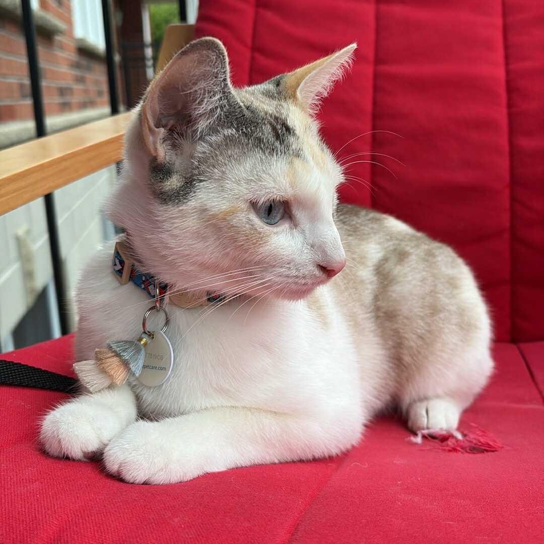 Diva, Young Female Domestic Short Hair