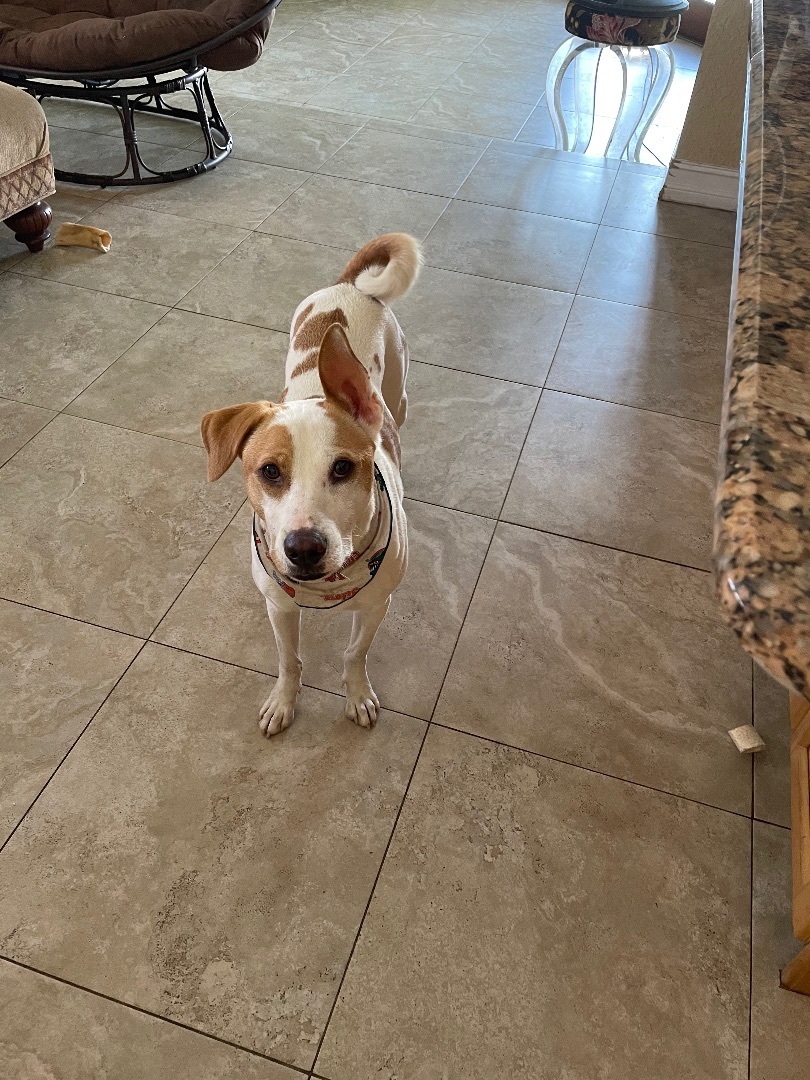 Quinny, Adoptable, Young Female Mixed Breed & Hound.